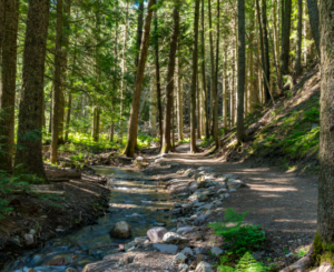 Glacier National Park woods